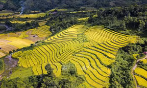 Rực rỡ 'mùa vàng' ở Mường Nhé, Điện Biên