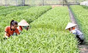 Trách nhiệm của thanh niên làm việc trong lĩnh vực nông nghiệp với nông dân