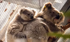 Australia chi hơn 30 triệu USD cứu động vật hoang dã và môi trường