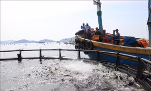 Vị thế trung tâm nuôi biển - Bài 1: Kỳ vọng ngành hàng giá trị tỷ USD