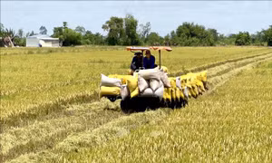 Giải pháp thúc đẩy sản xuất, xuất khẩu và ổn định thị trường gạo