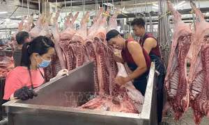 TP Hồ Chí Minh siết chặt kiểm soát giết mổ, đảm bảo an toàn thực phẩm
