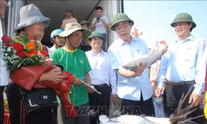 Ngư dân Quảng Trị trúng lộc biển đầu năm 