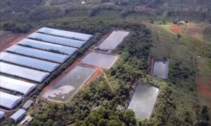 Vi phạm quy định vê môi trường, doanh nghiệp chăn nuôi quy mô lớn bị xử phạt hơn 1,4 tỷ đồng