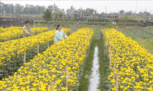 Làng hoa Mê Linh chuẩn bị phục vụ Tết
