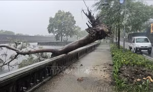 Thừa Thiên - Huế: Nhiều tuyến đường bị ngập, cây xanh ngã đổ do bão