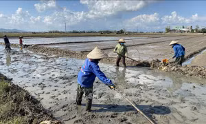 Nông dân vùng rốn lũ Bình Định gieo sạ muộn vụ Đông Xuân