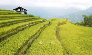 Hướng tới phát triển du lịch bền vững ở Hoàng Su Phì