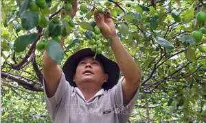 Chương trình Tự hào Nông dân Việt Nam 2018: Xây dựng hình mẫu nông dân thời hội nhập