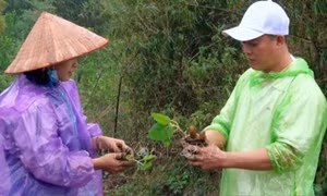 Hòa Bình trồng thử nghiệm cây Paulownia