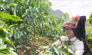Nâng tầm thương hiệu cà phê Sơn La