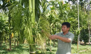 Mô hình trồng cau ở miền núi cho thu nhập hàng tỷ đồng mỗi năm