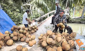 Giá dừa giống tăng cao gấp 2 lần