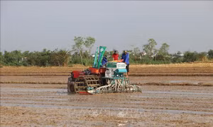 Tiền Giang phát triển 22.000 ha chuyên canh lúa chất lượng cao