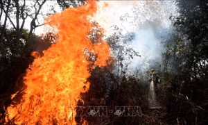 Brazil cảnh báo nguy cơ mất vùng đầm lầy lớn nhất thế giới Pantanal