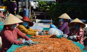 Làng cá khô Phú Thọ rộn ràng vụ Tết