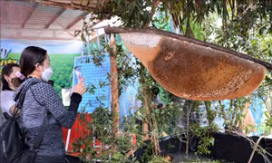 Xác lập 2 kỷ lục Việt Nam trong sự kiện 'Hương rừng U Minh'