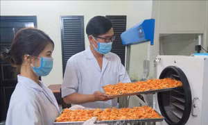 Nâng cao giá trị kinh tế từ nuôi cấy đông trùng hạ thảo