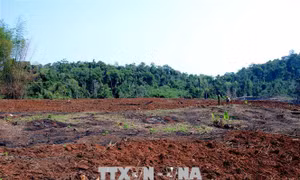 Khiển trách Chủ tịch HĐQT Công ty Lâm nghiệp để 15ha rừng bị phá trắng