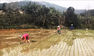 Nông dân xuống đồng sản xuất vụ xuân