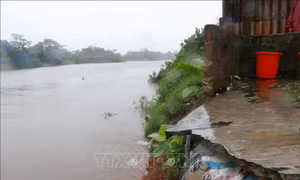 Sạt lở bờ sông đe dọa cuộc sống nhiều hộ dân Triệu Bình (Quảng Trị)