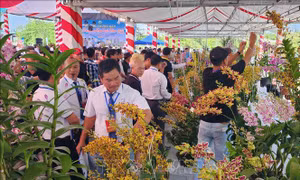 Hơn 600 tác phẩm hoa phong lan quy tụ tại Vĩnh Long
