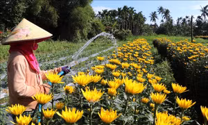 Xuân sớm với người trồng hoa Quảng Ngãi