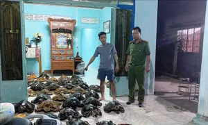 Phát hiện vụ mua bán 39 con đồi mồi quý hiếm