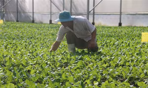 Tái cấu trúc ngành nông nghiệp TP Hồ Chí Minh - Bài cuối: Phân vùng nông nghiệp, nâng cao giá trị gia tăng