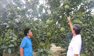 Vụ bưởi Tết ở Bà Rịa-Vũng Tàu có thể phải thu hoạch sớm