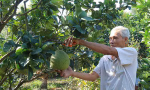 Tiền Giang sẽ chuyển đổi 7.700 ha đất lúa sang trồng cây ăn quả và nuôi thủy sản