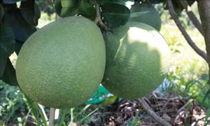Dự báo nhà vườn thất thu 'kép' vụ trái cây Tết  