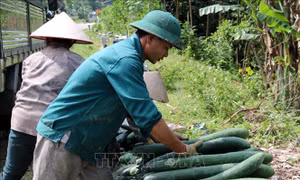 Giá bí xanh tại Hòa Bình sụt giảm mạnh