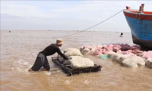 Nghêu thương phẩm có giá cao, người nuôi phấn khởi