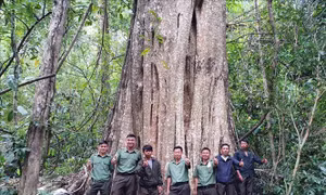 Công nhận quần thể cổ thụ rừng Nam Tây Nguyên là Cây di sản Việt Nam