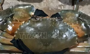 Nông dân Trà Vinh phấn khởi vì giá cua biển tăng cao