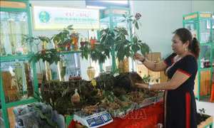 Thực hiện tốt công tác quy hoạch bảo tồn và phát triển sâm Ngọc Linh