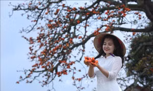 Cây gạo song sinh miếu Bà Cô vào mùa nở rộ