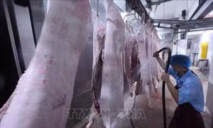 Quảng Ninh chấm dứt cơ sở giết mổ động vật không đủ điều kiện trước 31/10
