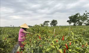 Tái cơ cấu nông nghiệp theo hướng bền vững