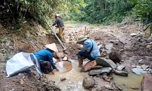 Giấc mộng vàng và 'nước mắt' rừng phòng hộ Yên Na