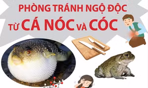 Phòng tránh ngộ độc từ cá nóc và cóc