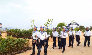 Trồng cây phủ xanh bán đảo Cam Ranh
