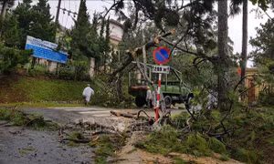 Mưa lốc khiến nhiều nhà dân ở Lâm Đồng bị tốc mái, cây xanh bật gốc