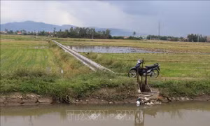 Phú Yên: Cân đối nguồn nước, khoanh vùng sản xuất vụ Hè Thu 