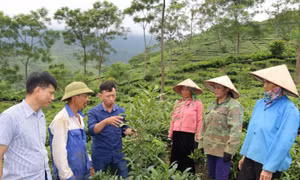 Triển vọng từ mô hình trồng mắc ca xen cây chè ở Yên Bái