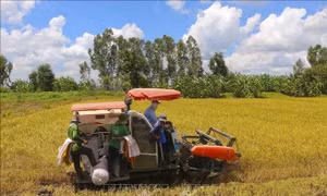 Ngân hàng hỗ trợ doanh nghiệp thu mua, tạm trữ thóc, gạo tại Đồng bằng sông Cửu Long