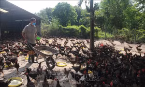 Cấp bách tìm đầu ra cho đàn gà các tỉnh Đông Nam bộ