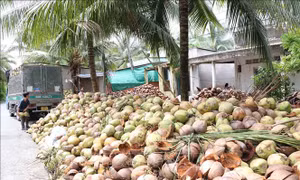Giá dừa khô tăng cao, nhà vườn phấn khởi