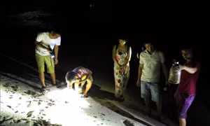 Tới đảo Bé, Lý Sơn trải nghiệm săn cua, còng đêm